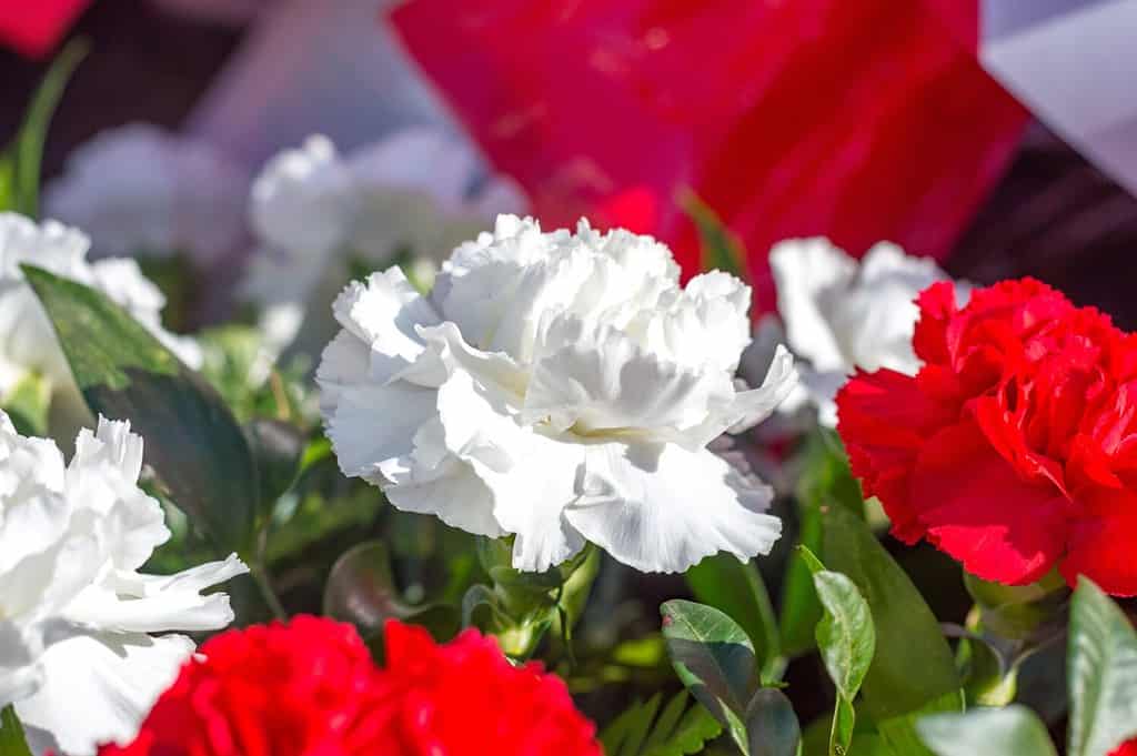 White dianthus caryophyllus noto anche come garofano.