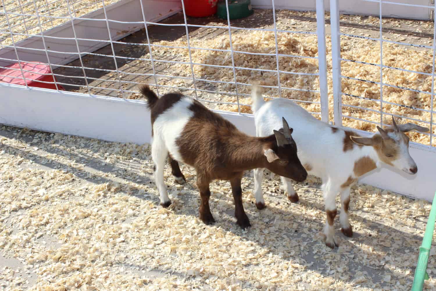 Piccole capre alla fiera statale del Missouri a Sedalia, MO