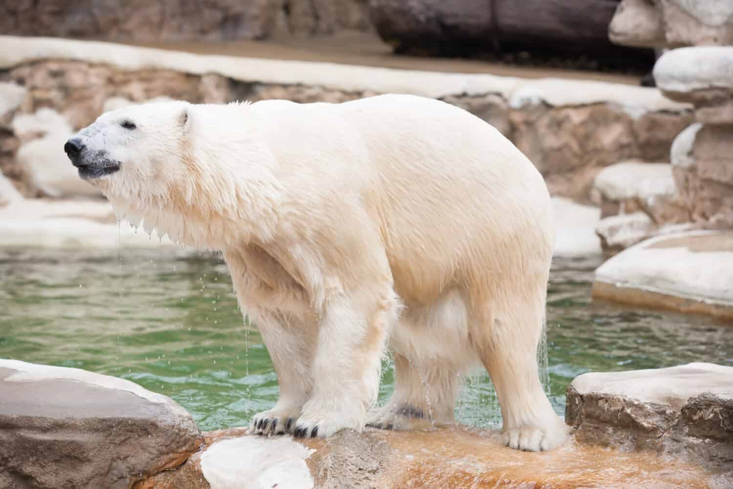 Orso polare a St. Louis, USA.