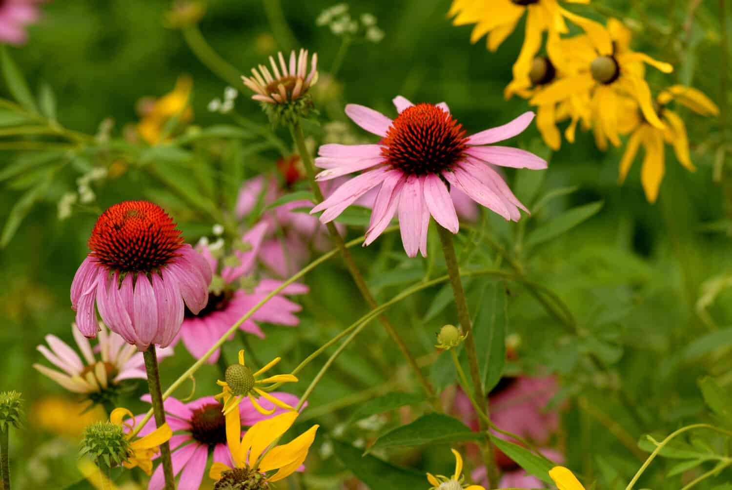 Diverse specie di fiori selvaggi che crescono insieme in un campo del Missouri.
