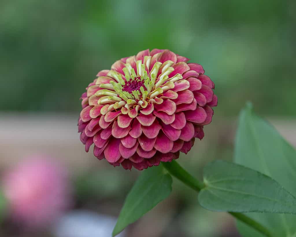 Zinnia, Close-up, Immagine a colori, Fiore, Giardino