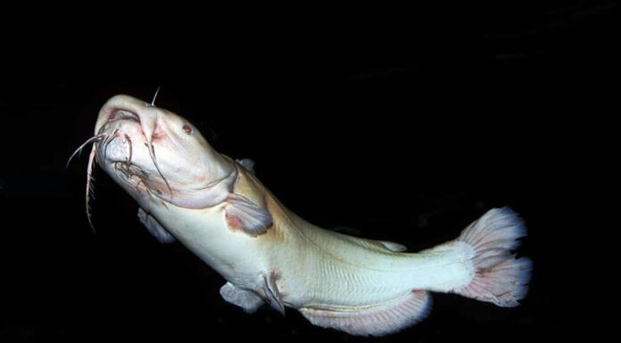 PESCE GATTO A TESTA PIATTA pylodictis olivaris, ADULTO ALBINO