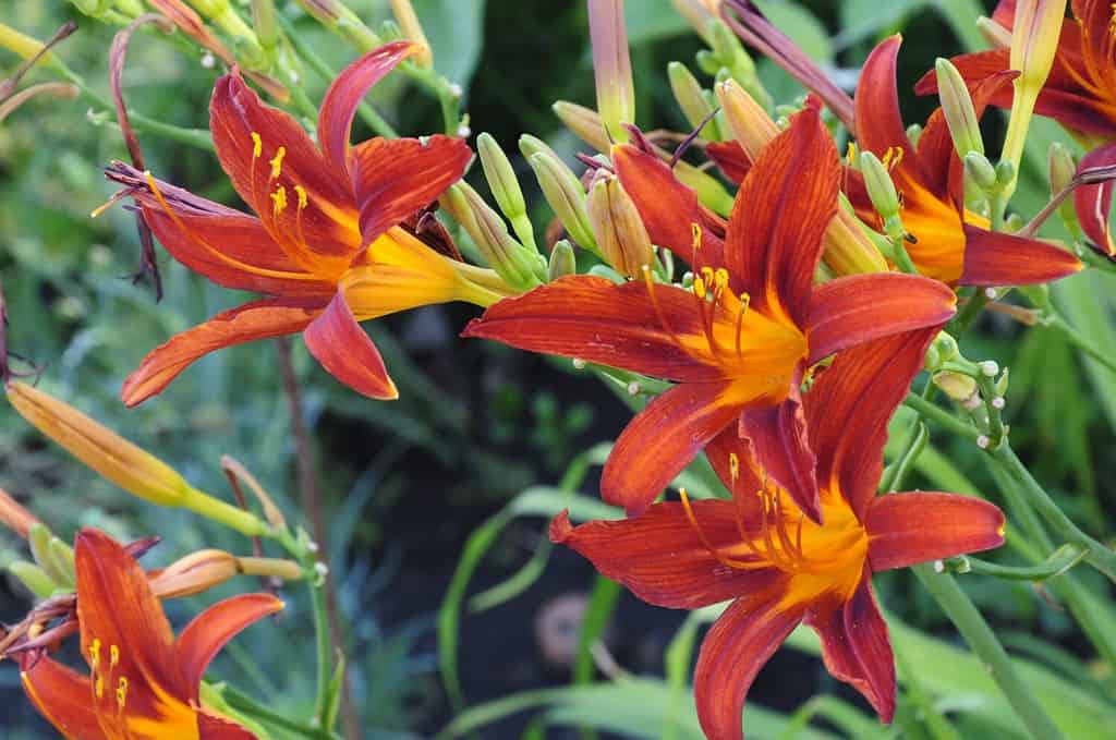 Emerocallide in giardino.  Fiori di daylily in fiore.  Hemerocallis