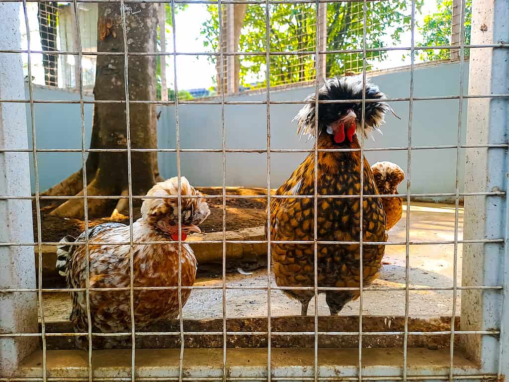 Pollo polacco nell'azienda agricola