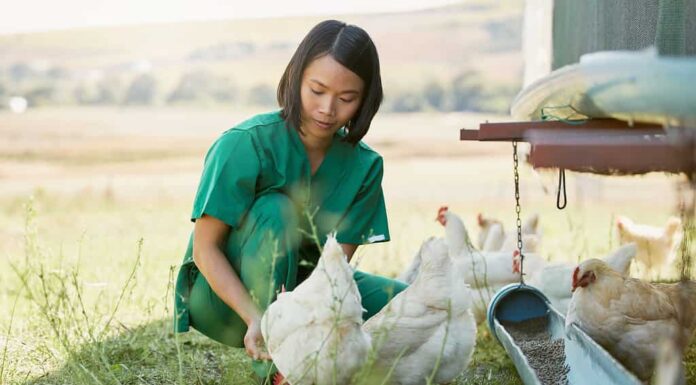 Veterinario che esamina i polli