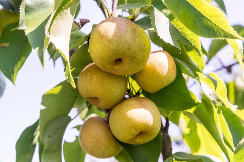 Pera asiatica Nashi Hosui, Pyrus pyrifolia