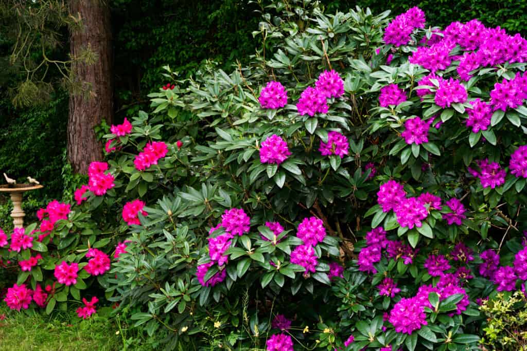 Rododendri in piena fioritura