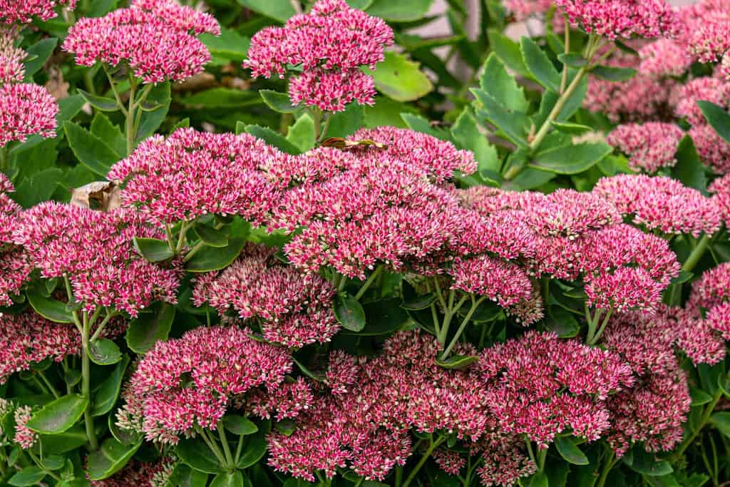 Bellissimi fiori di sedum viola nel giardino autunnale