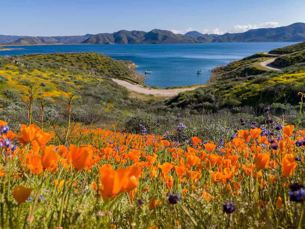 Immagine ravvicinata del fiore di papavero sbocciare a Diamond Valley Lake, California