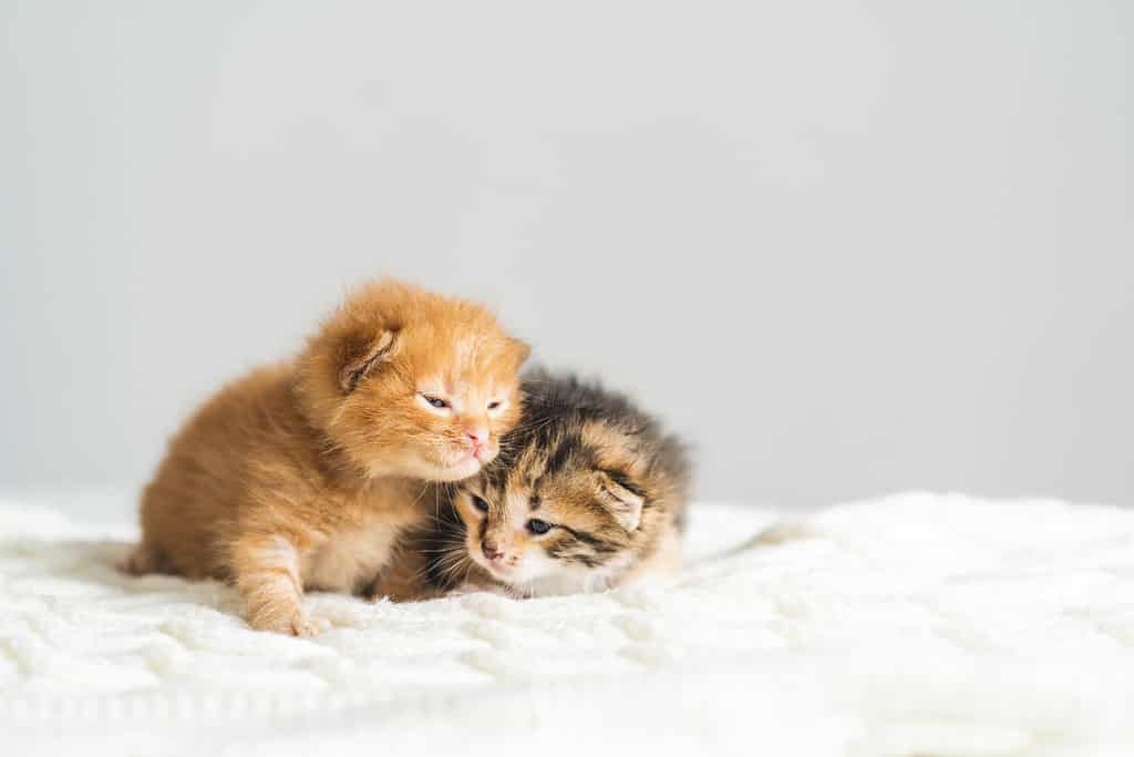Due gattini di colore diverso di tre settimane su una coperta di lana.  Adozione di animali domestici, cura degli animali.