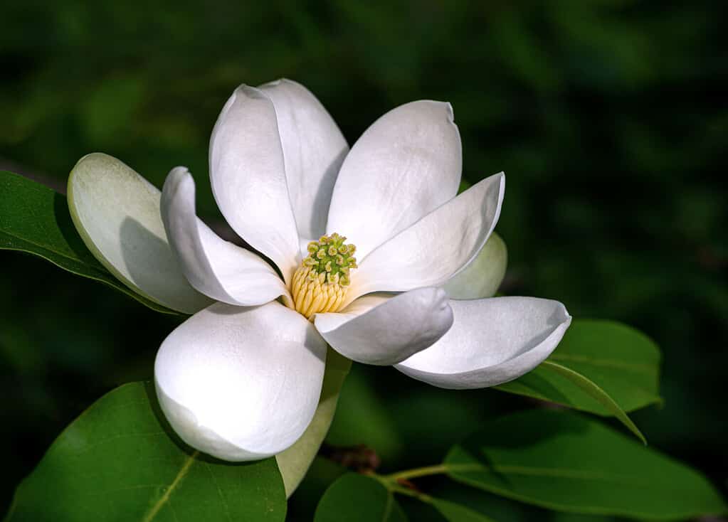 Fiore di magnolia dolce (Magnolia virginiana), un piccolo albero originario delle coste atlantiche e del Golfo degli Stati Uniti.