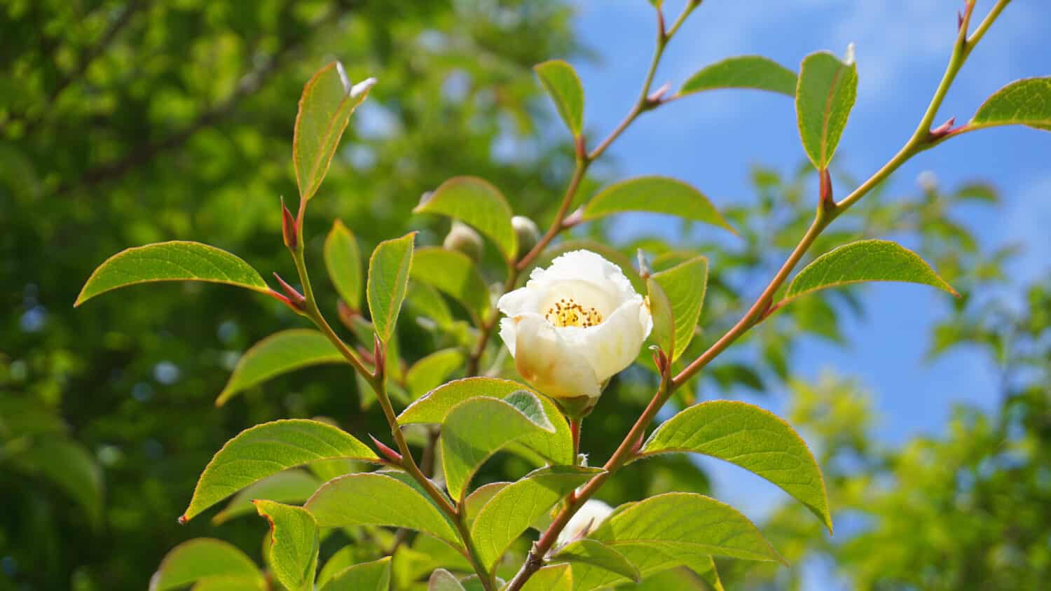 Stewartia giapponese albero a foglie decidue con bel fiore bianco e foglie verdi sui rami da vicino.  Conosciuta anche come Stewartia pseudocamellia, stewartia coreana, camelia decidua.