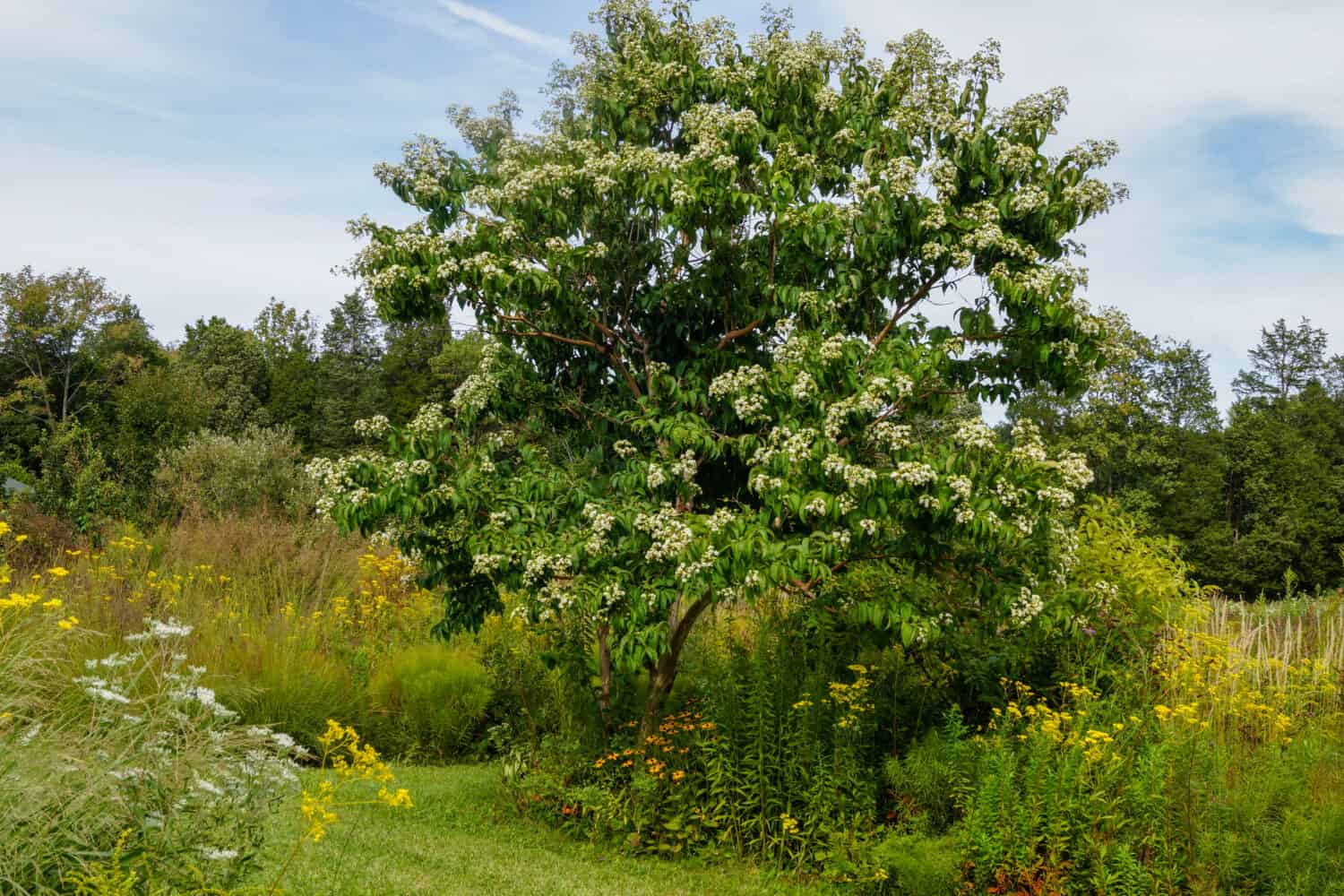 Immagine orizzontale dell'albero deciduo dei sette figli (Heptacodium miconoides) in pieno fiore in un ambiente giardino/paesaggio