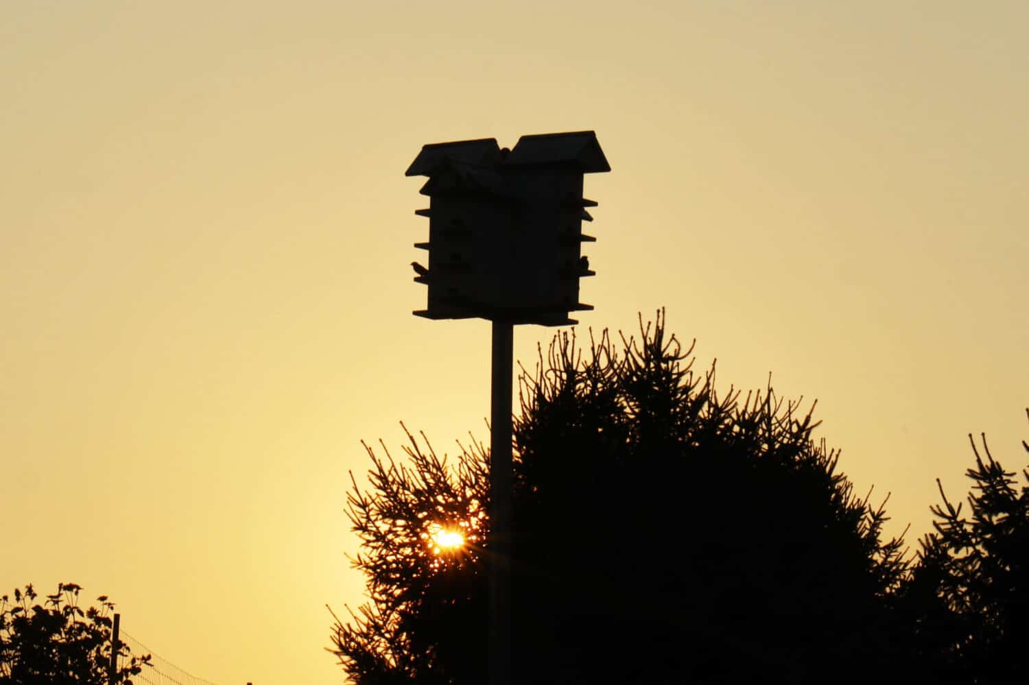 silhouette di Purple Martin casa nido nidi su un palo di fronte al cielo dorato del tramonto