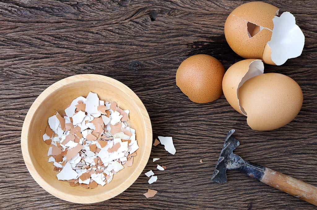 I gusci d'uovo schiacciati possono essere un efficace deterrente per lumache e lumache.