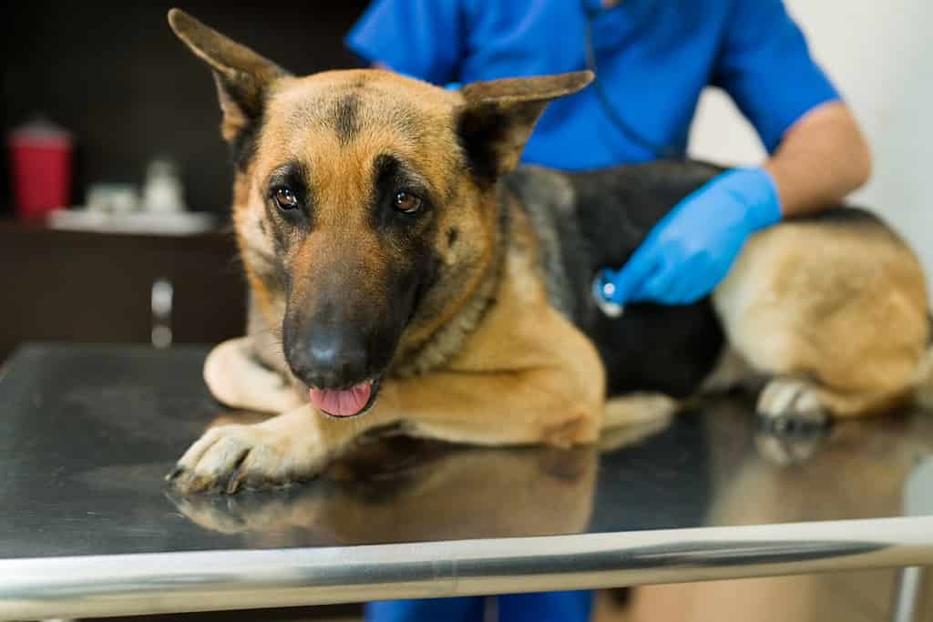 Ritratto di un grande cane da pastore tedesco sdraiato sul tavolo della clinica veterinaria.  Veterinario maschio latino che usa uno stetoscopio per esaminare un grande animale domestico malato