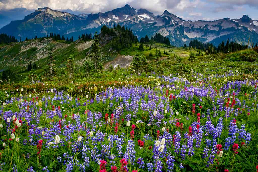 Stati Uniti d'America, nello Stato di Washington, il Parco Nazionale del Monte Rainier.  Bordo del tappeto di fiori selvatici del sentiero escursionistico Paradise.