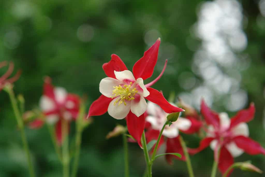 Un primo piano del fiore bicolore rosso e bianco di Aquilegia Songbird 'Cardinal' (cofano della nonna, aquilegia), sfondo sfocato naturale, copia spazio per il testo