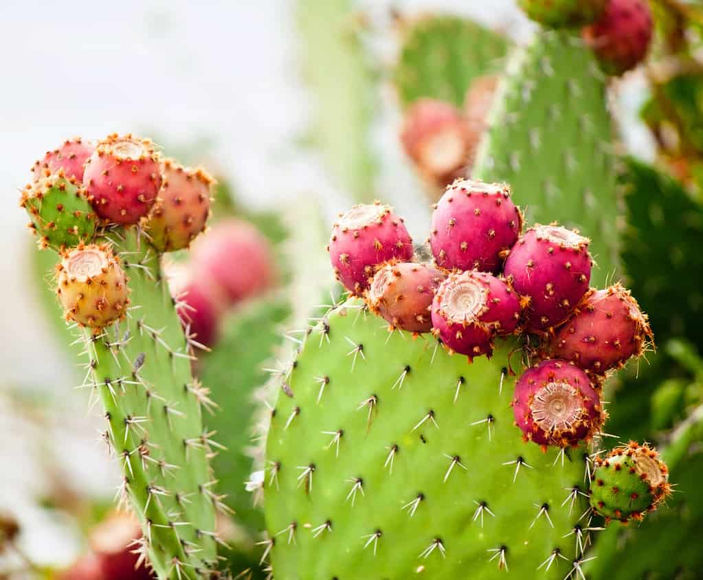 Primo piano del fico d'india con frutta di colore rosso, spine di cactus.