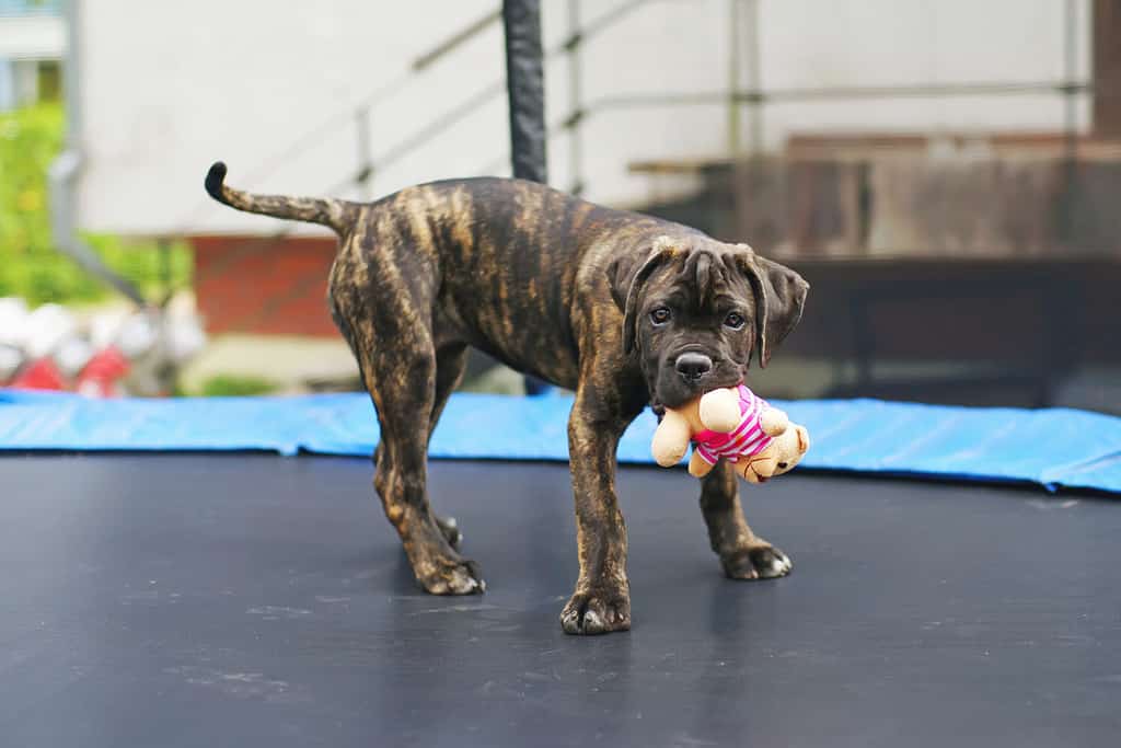 Brindle Cane Corso cucciolo che rimane all'aperto su un trampolino e tiene in mano un morbido orso giocattolo