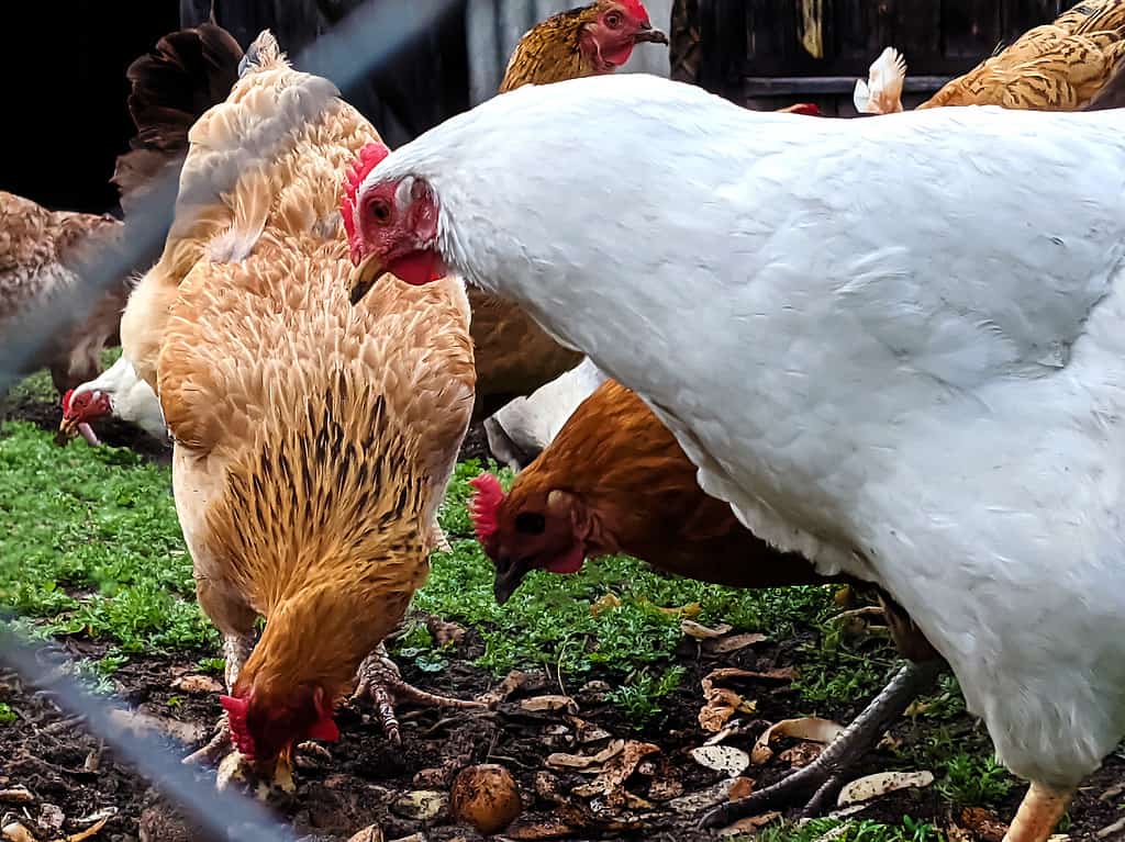 Pollo ruspante che mangia in una fattoria.  Avvicinamento.