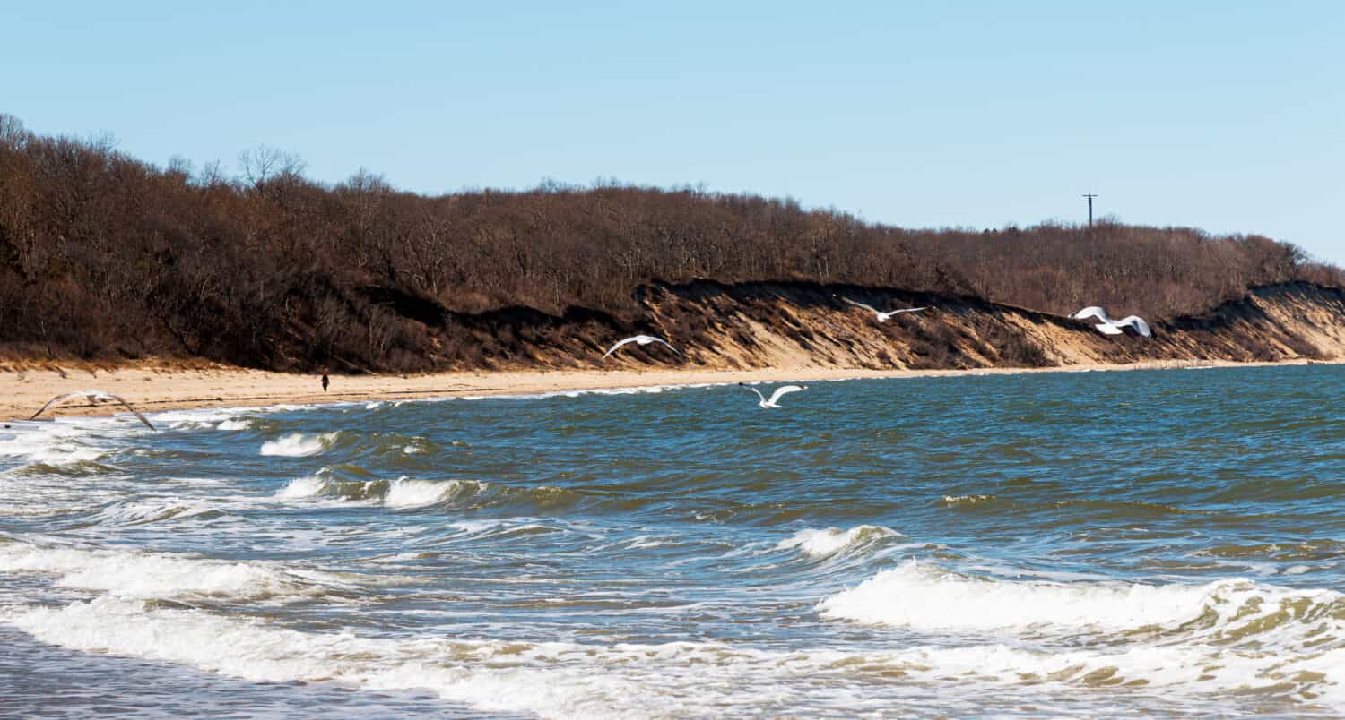 Gabbiani che volano nel vento sopra il suono di Long Island guardando le colline bluff a Sunken Meadow State Parks beach