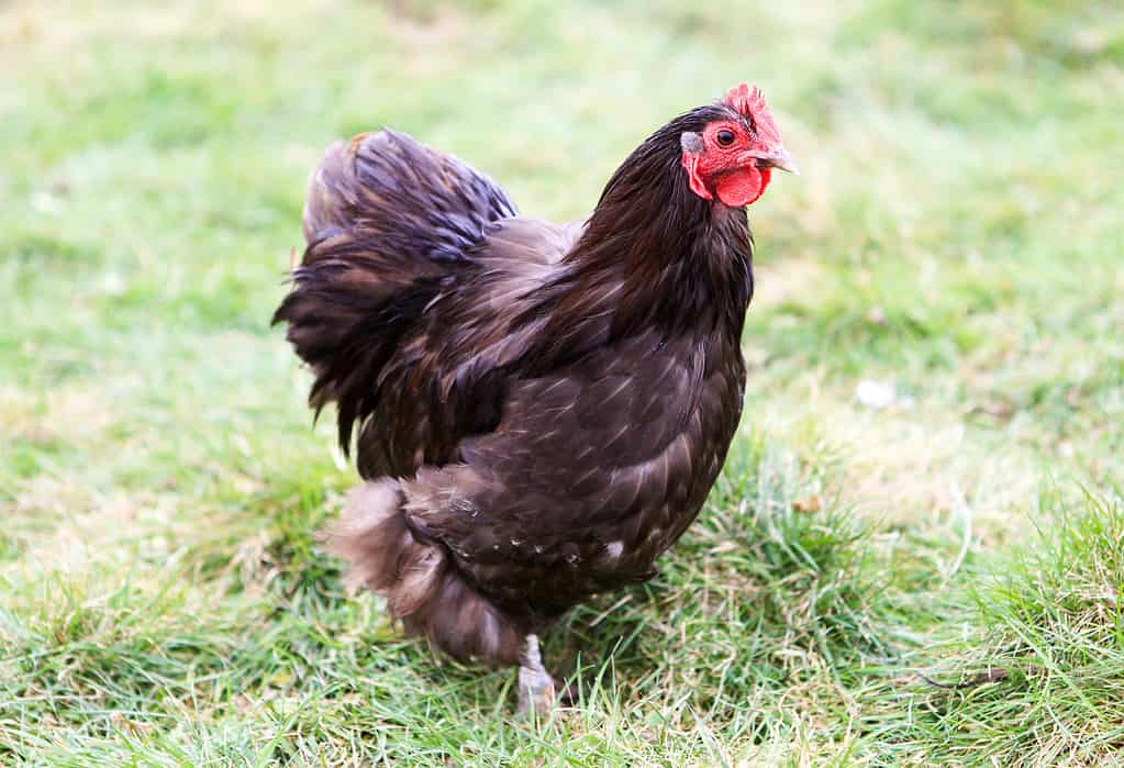 Pollo di Orpington che corre nel campo