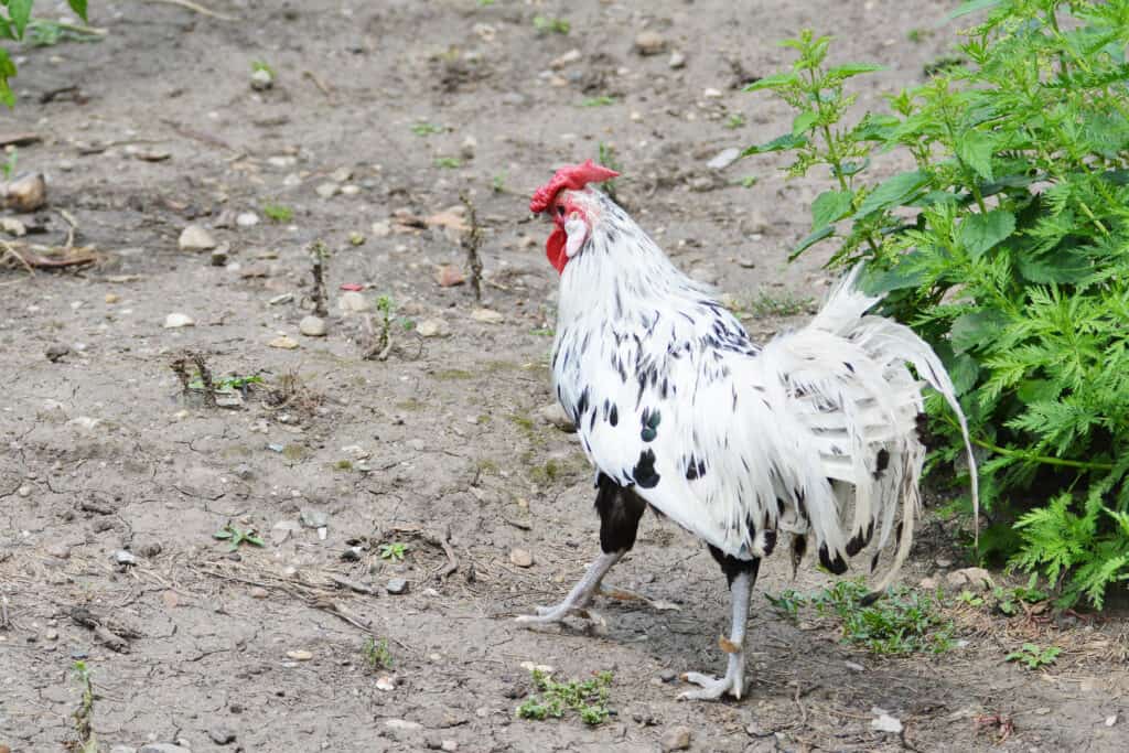Un gallo di Amburgo argentato e ruspante