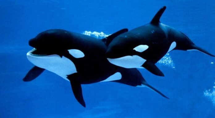 orche che nuotano fianco a fianco