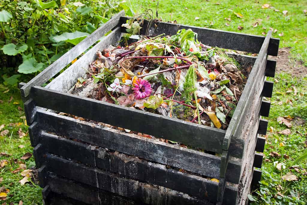 Compost bin in giardino