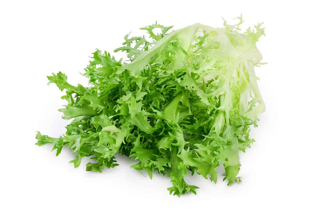 Foglie verdi fresche di insalata di cicoria indivia frisee isolata su sfondo bianco con tracciato di ritaglio e profondità di campo completa