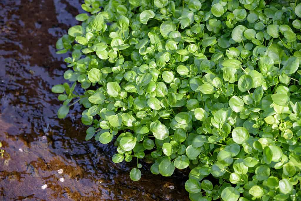 Crescione che prospera nel fiume allo stato selvatico