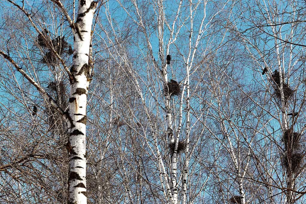 La torre nidifica su alte betulle.  Il cielo azzurro e il sole caldo riscaldano gli uccelli e inizia la nidificazione.  Betulle bianche con nidi nel parco cittadino