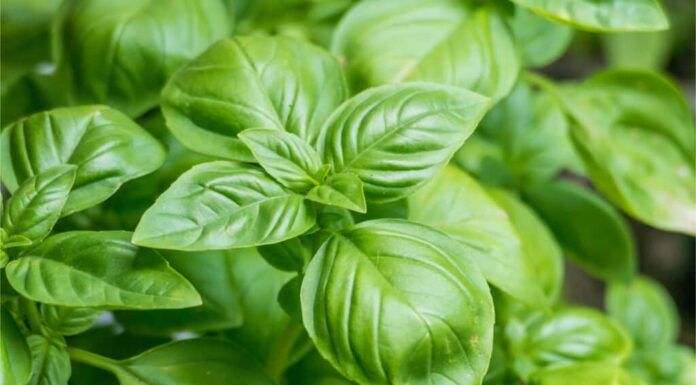 Pianta di basilico conosciuta anche come Ocimum basilicum