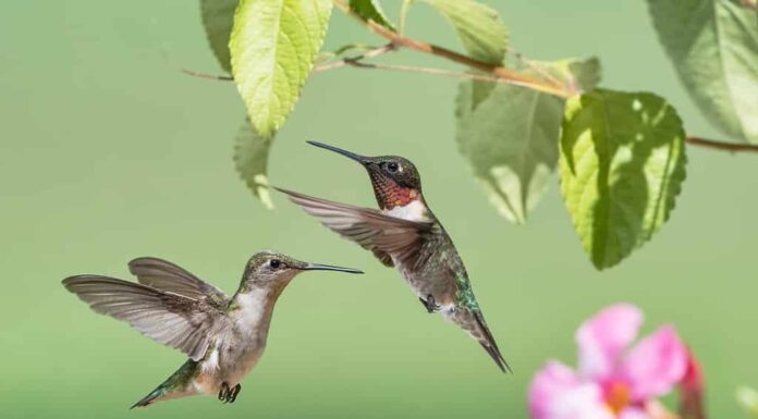 Colibrì dalla gola rubino maschio e femmina che si librano vicino ai fiori di Mandevilla