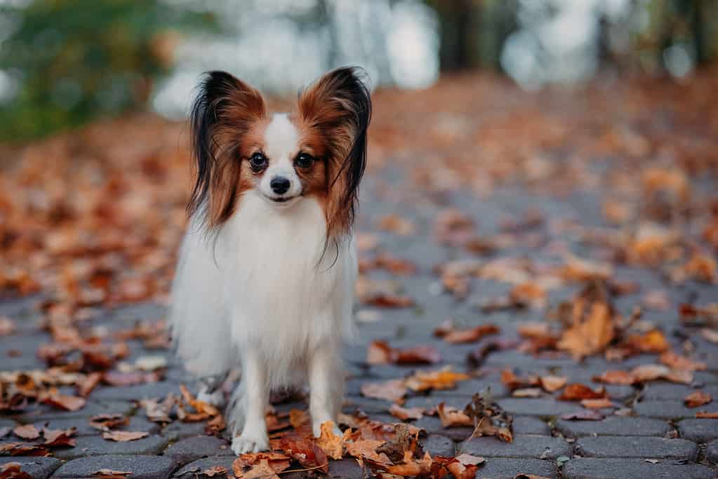 Il simpatico cane con i capelli bianchi e castani è in autunno coperto dalle foglie arancioni del parco. Papillon Butterfly Dog