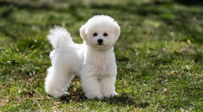 Cucciolo di Bichon Frisé