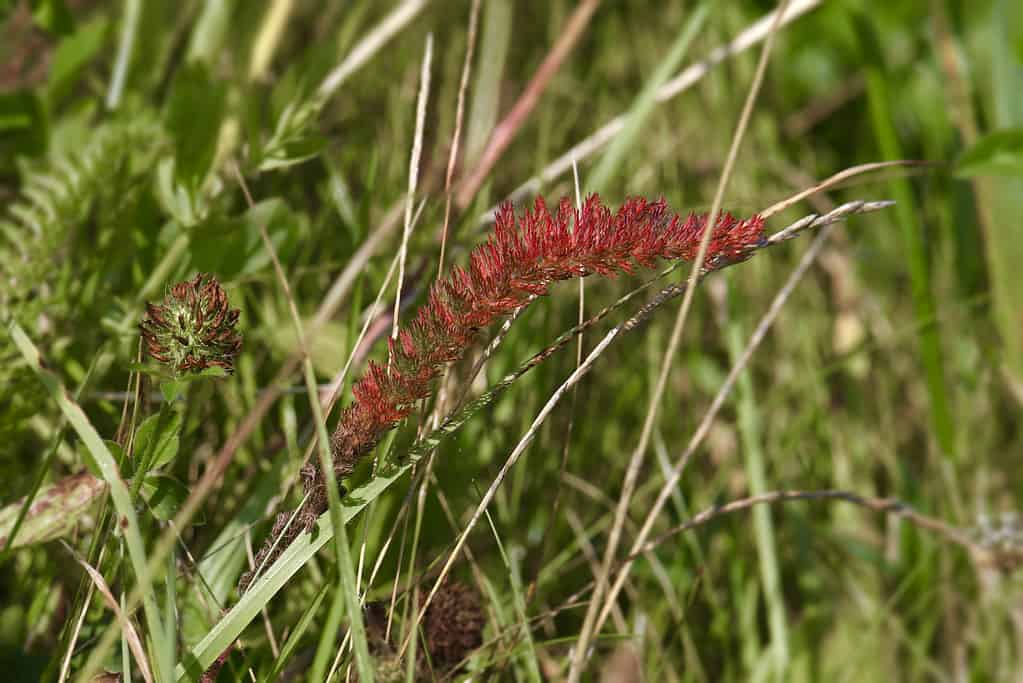 Albero di festuca rossa strisciante