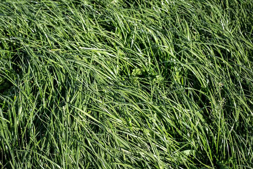 La Festuca alta è un'erba perenne con infiorescenze, che cresce fino a 1,5 m di altezza, che si trova nei pascoli di pianura e nelle aree desolate.  Tollera i terreni umidi ma resiste bene alla siccità e alle larve d'erba.