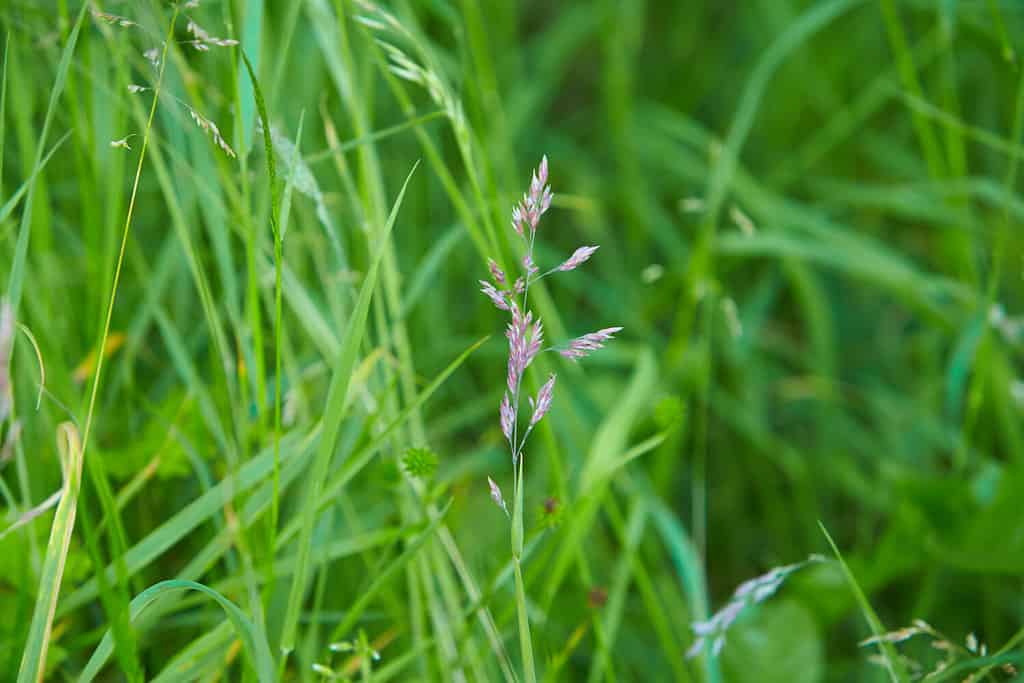 La bellissima carta da parati della Festuca rossa (Festuca rubra) La festuca alta dei prati (Festuca partensis) in primavera.  La bellissima carta da parati di