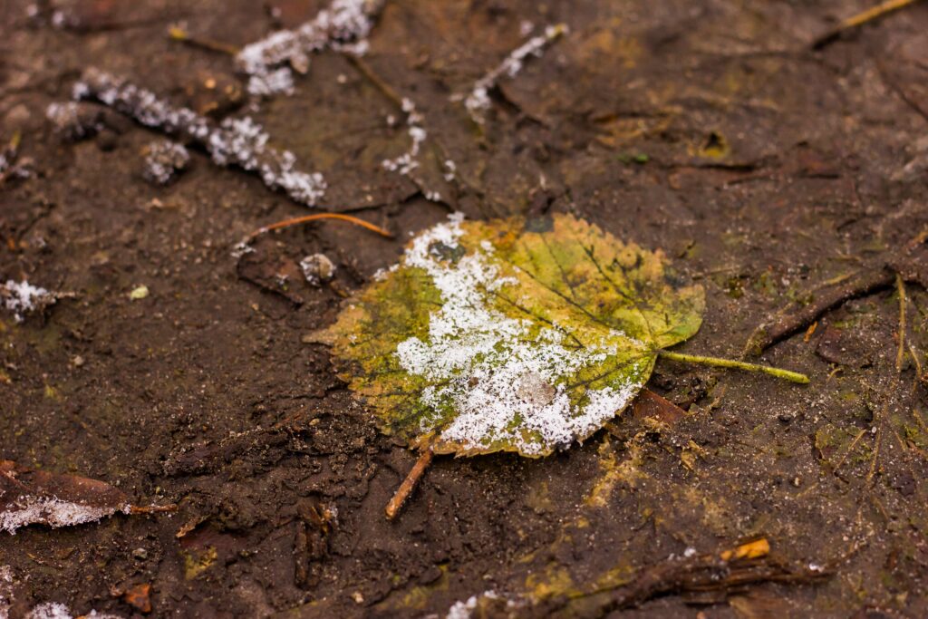 Foglia caduta ricoperta di brina e neve