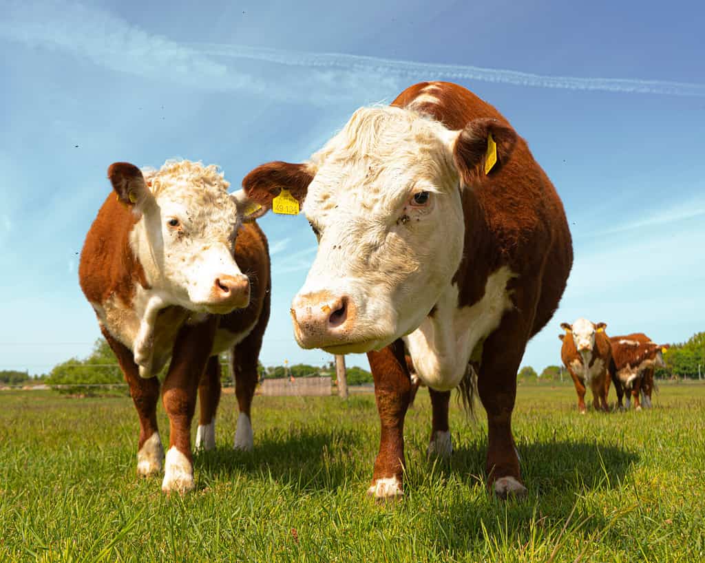 Bovini da carne marroni Mucca Hereford in campagna