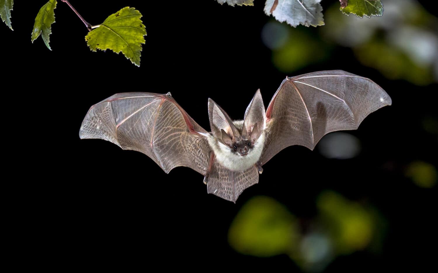 Caccia ai pipistrelli volanti nella foresta.  Il pipistrello grigio dalle orecchie lunghe (Plecotus austriacus) è un pipistrello europeo abbastanza grande.  Ha orecchie caratteristiche, lunghe e con una piega caratteristica.  Caccia sopra i boschi.