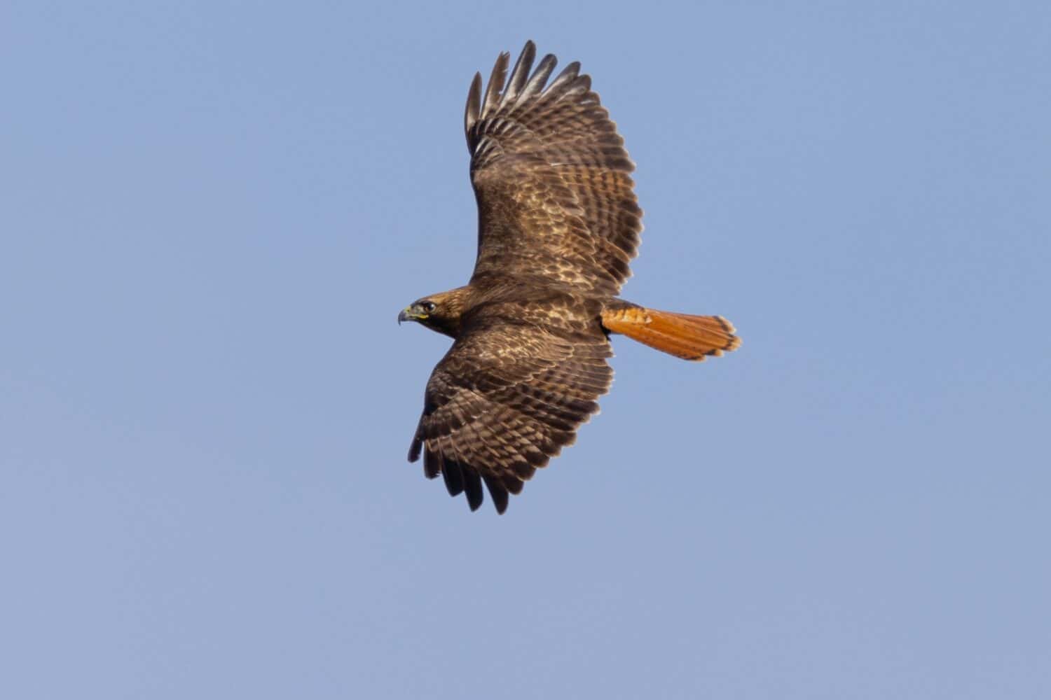 Vista dal basso di un falco dalla coda rossa in volo, visto allo stato selvatico nell'Oregon meridionale