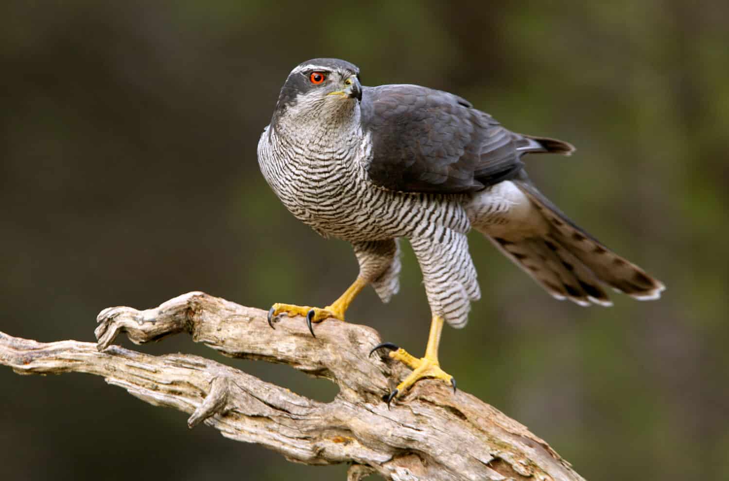 Maschio adulto di astore, Accipiter gentilis