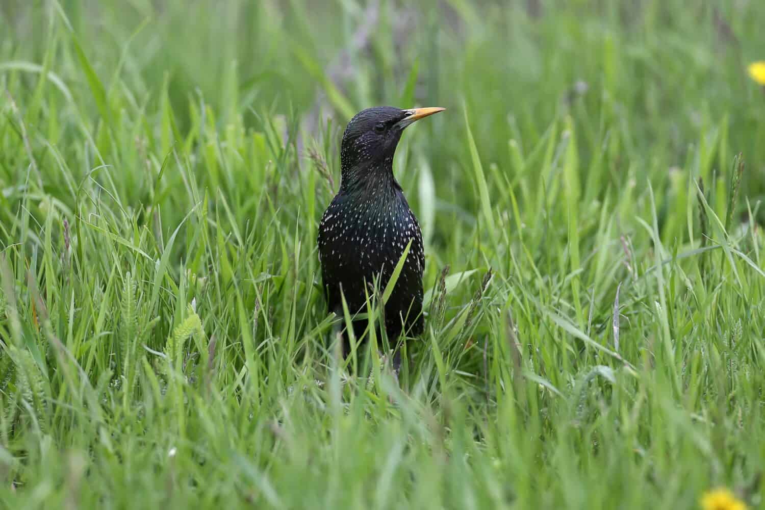 Uno storno comune adulto nel piumaggio riproduttivo viene ripreso da vicino mentre cammina attraverso l'erba verde brillante