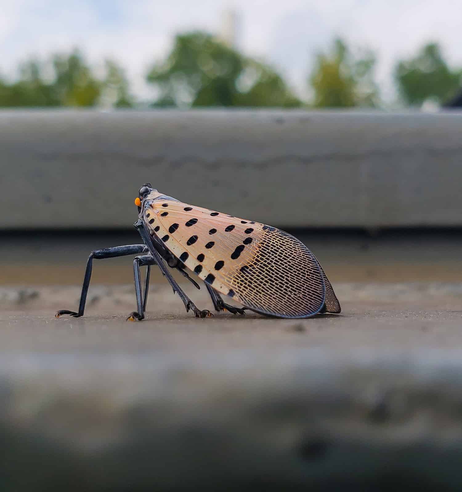 Laternfly maculato adulto fotografato in Pennsylvania.  Questo insetto proviene dall'Asia ed è considerato invasivo e altamente dannoso per l'agricoltura negli Stati Uniti.