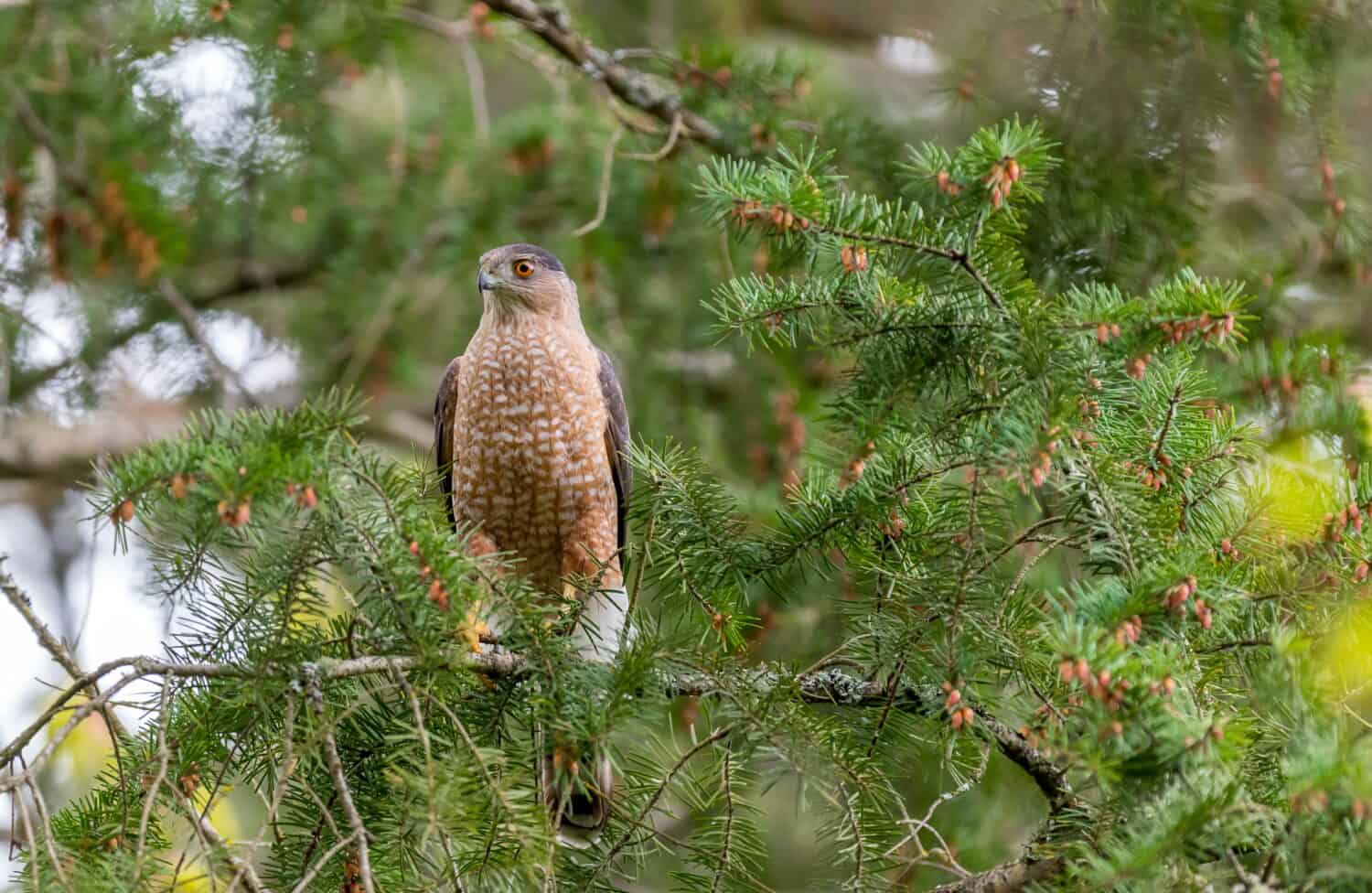 Un falco di Cooper maschio " Accipitridae cooperii " appollaiato su un albero in cerca di prede.