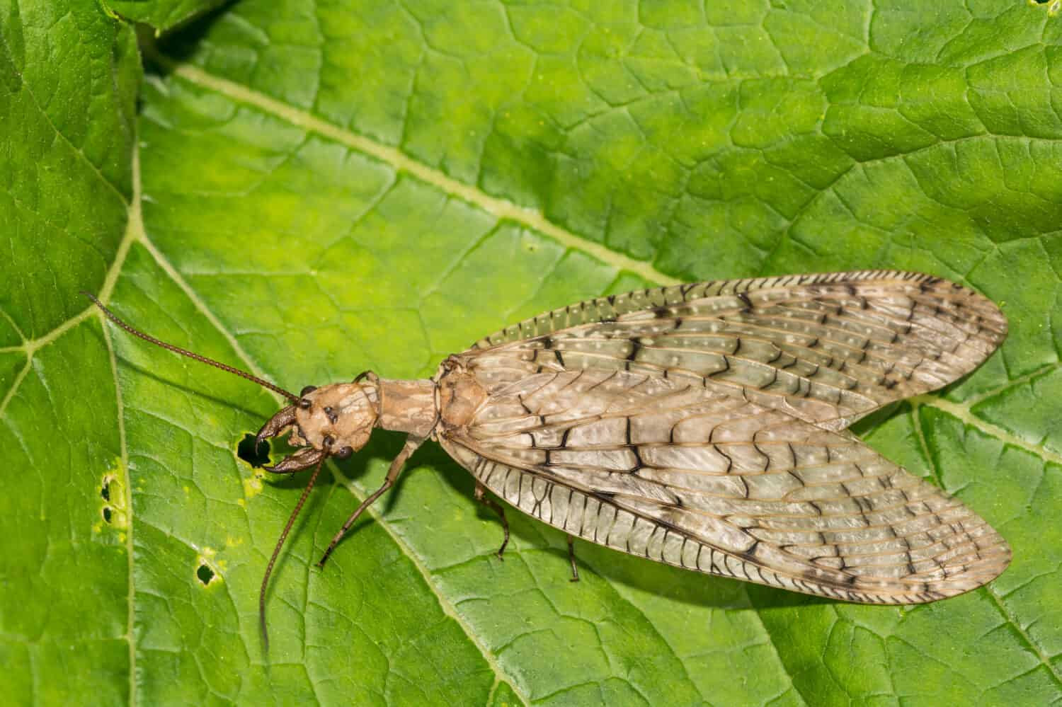 Dobsonfly orientale femminile (Corydalus cornutus)