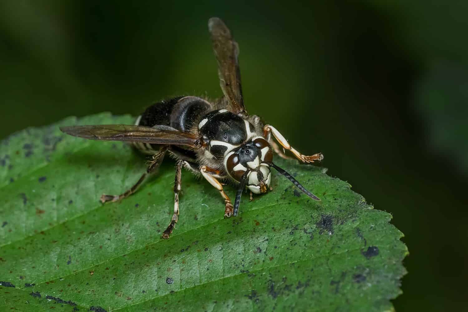 Un calabrone dalla faccia calva riposa su una foglia verde.  Conosciuto anche come giacca nera, vespa toro e calabrone dalla faccia bianca o dalla coda bianca.  Taylor Creek Park, Toronto, Ontario, Canada.